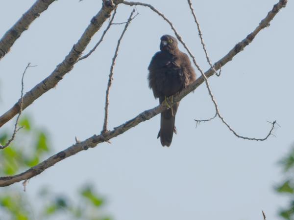 Eleonora's valk (Falco eleonorae)